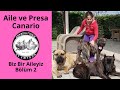 Aile ve Presa Canario - Biz Bir Aileyiz Bölüm 2 (Köpeklerimizden Memnun Dostlarımız Anlatıyor)