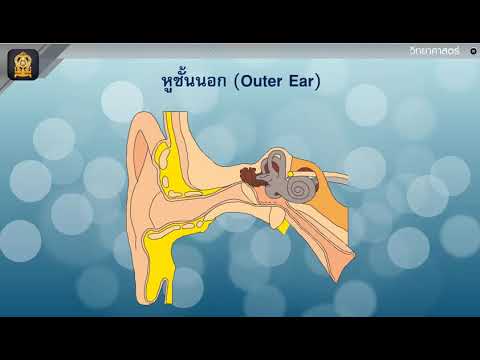 วีดีโอ: ระบบการได้ยินแปลเสียงได้อย่างไร?