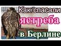 СПАСЛИ ЯСТРЕБА В БЕРЛИНЕ!!!