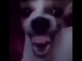 ضحكه كلب رياكشن 