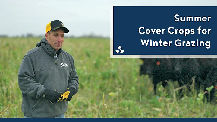 Summer Cover Crops for Winter Grazing Cattle - Practical Cover Croppers