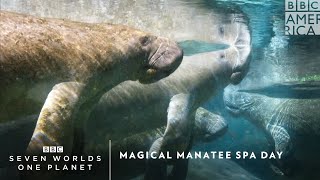 Magical Manatee Spa Day | Seven Worlds, One Planet | BBC America