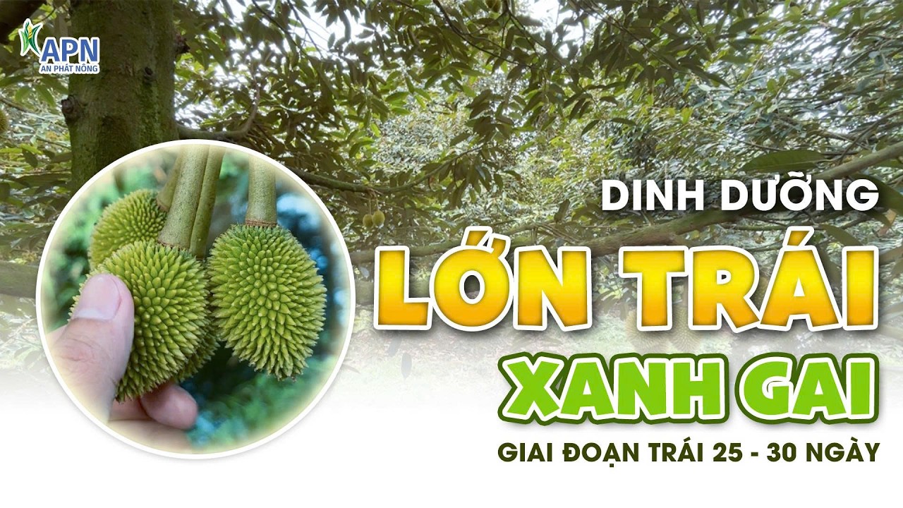 APN - DINH DƯỠNG LỚN TRÁI - XANH GAI GIAI ĐOẠN 25 - 30 NGÀY TUỔI