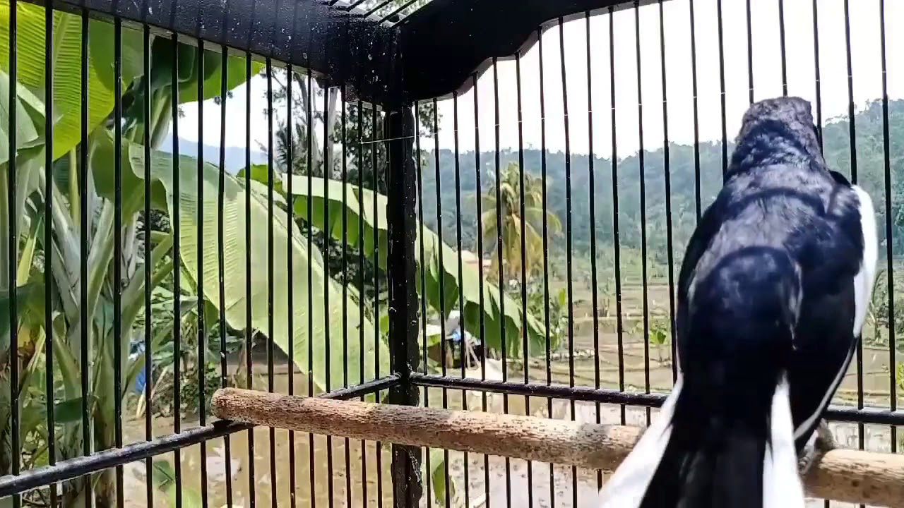 Kicauan SANTAI Kacer ini TERBUKTI AMPUH Bikin Kacer MANAPUN ikut NYAUT