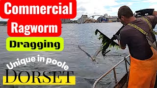 Download Lagu Commercial Ragworm Dragging Unique To Poole In Dorset MP3 Download Lagu Commercial Ragworm Dragging Unique To Poole In Dorset MP3
