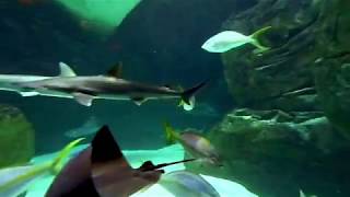 hammerhead stomp