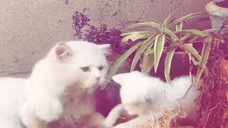 Playful Little Kitten Having Some Fun