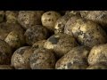 «Агрономика». Производство картофеля (14.09.2016)