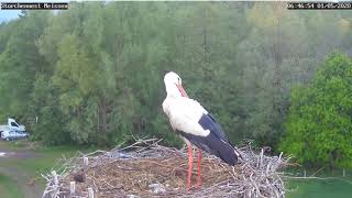 Bornemann Minden - Bociany - Wielka Tragedia Wszystkie 5 Pisklaki Nie Żyją