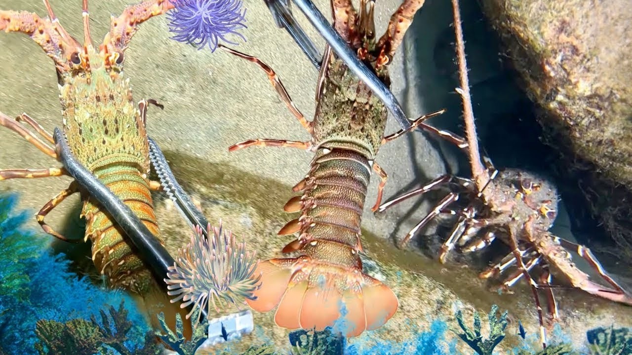 Sống gần biển! Đây là cách tôi bắt được những loài cá quý hiếm.