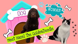 Meet Hazel | Willow, Tigger, Weezer, Waverly, & Hazel The Talking Furballs | Voiceover | #79