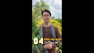 04 giống cam ngon trồng chậu tốt