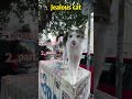 Jealous cat.#cat #pets #funny #fyp