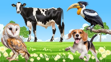 Beautiful Animals: Owl, Cow, Dog & Hornbill - Animal Sounds