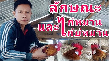 เอาลักษณะไก่ต่อหมาน ไก่บ่หมาน มาให้ดู