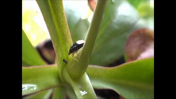 Assassin bug eats ant-mimic spider on a nepenthes plant
