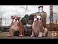 Top 87 tips for traveling with your dog