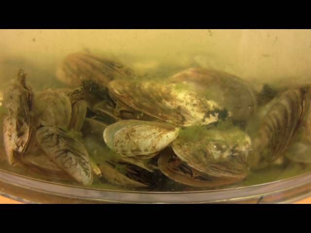 Quagga Mussels Feeding--Sped Up 10x