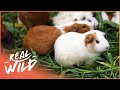 Squeaky Baby Guinea Pigs | Baby Animals In Our World | Real Wild