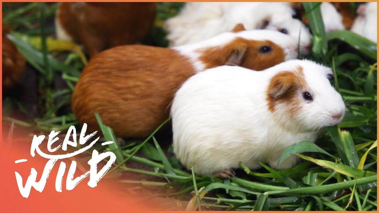 guinea pigs in the wild video