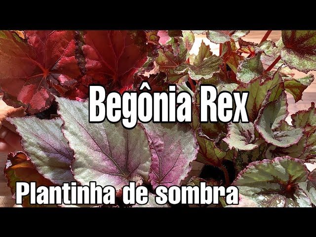 Begônia Rex - Segredos e dicas de cultivo - YouTube