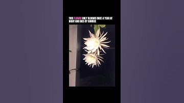 Thumbnail of This flower blooms once a year #alternative #music #metalcore #rockmusic #shorts