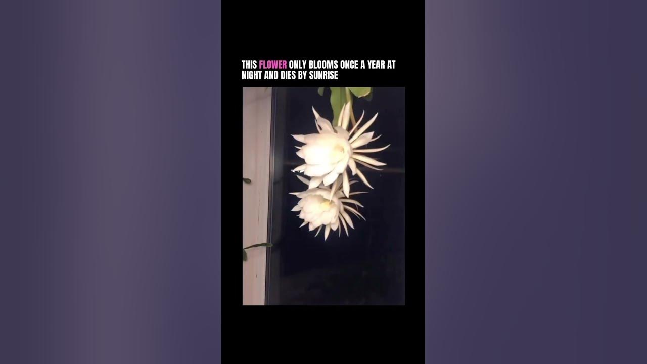 This flower blooms once a year #alternative #music #metalcore #rockmusic #shorts