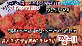 풍성한 멋진군생 가득!!핑클루비초코그레이스젤리찐빛감 마르숼가이아 착한가격홍등군생등