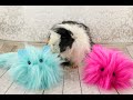 Furball Friends Tutorial