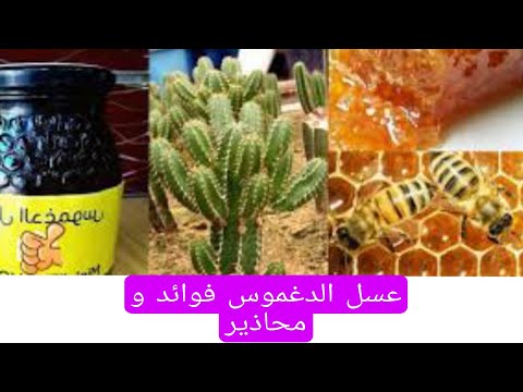 عسل الدغموس فوائد و محاذير