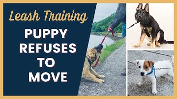 Leash Training a Puppy That Refuses to Walk