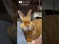 いつまでも見ていられるうさぎの鼻ヒクヒク♪【チャップ・ダンダンウー】#うさぎ #rabbit #shorts