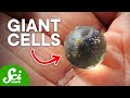 Which are the 6 Biggest Single-Celled Organisms