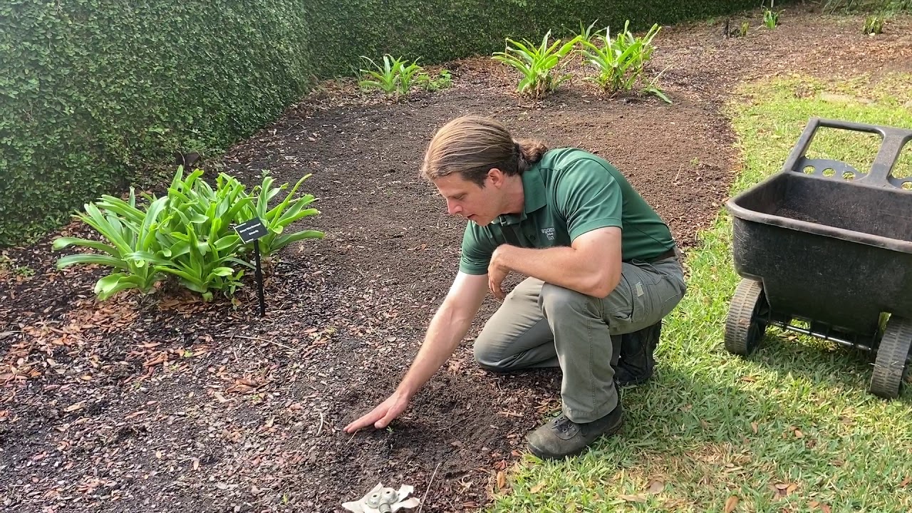 Planting Your Spring Flower Beds from Seeds.