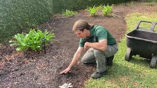 Planting Your Spring Flower Beds from Seeds.