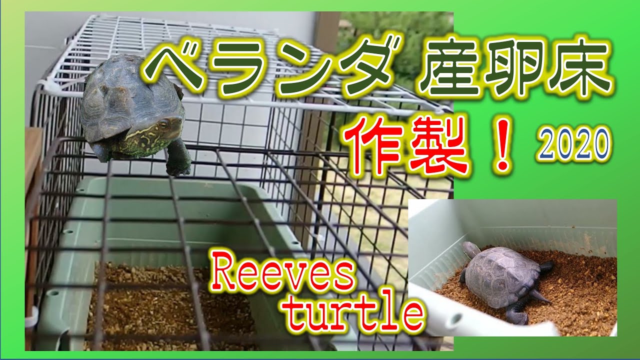 クサガメ 産卵床を作る ベランダ飼育 Create A Spawning Bed In Balcony Turtle Spawning Reeves Turtle クサガメ飼育 Youtube