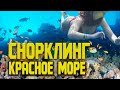 Красивый коралловый риф, снорклинг в Египте 🐠 Красное море