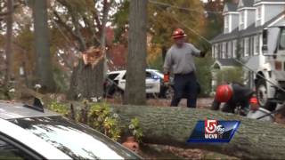 Strong wind rips down trees, some roofs