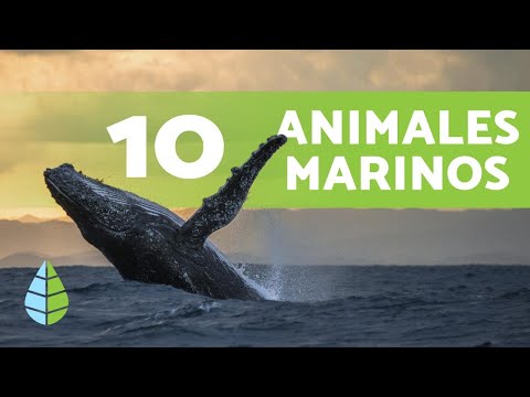 ¿Qué ANIMALES viven EN EL MAR? 🌊 10 Ejemplos y Curiosidades