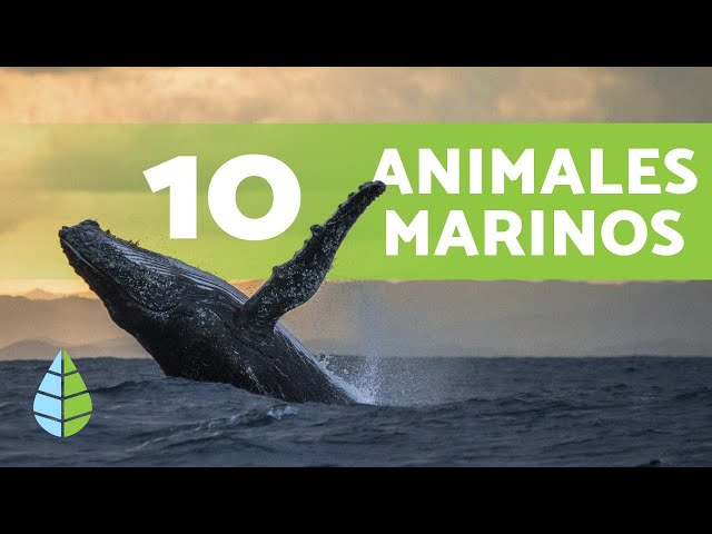 Los 10 animales marinos más grandes del mundo