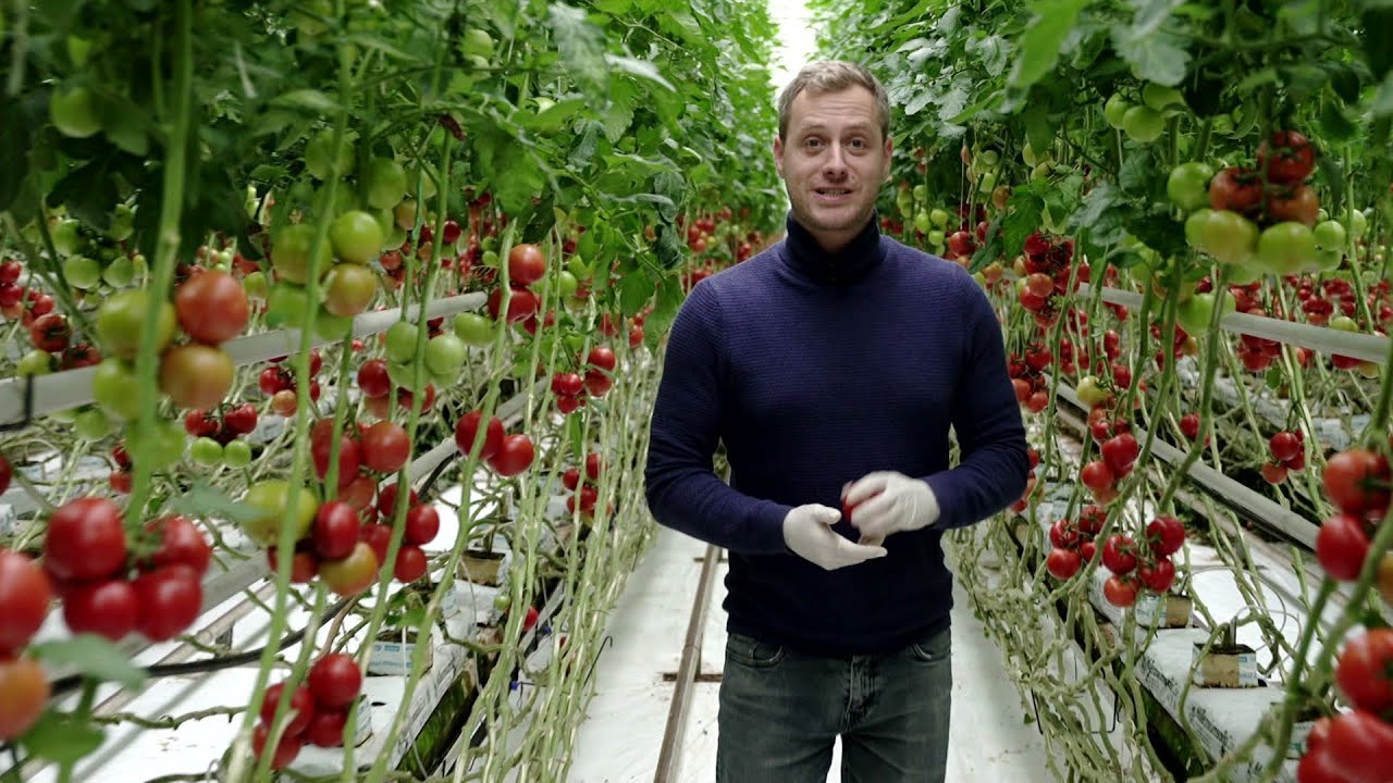 Paradicsomtermesztés a Dél-Alföldön  | Főmenü mini