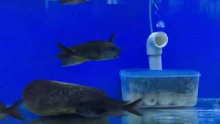 Tropheus Yungu Green Wild Caught Colony