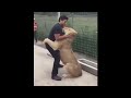 Lion Sees His Adoptive Dad After 7 Years (Heartwarming)