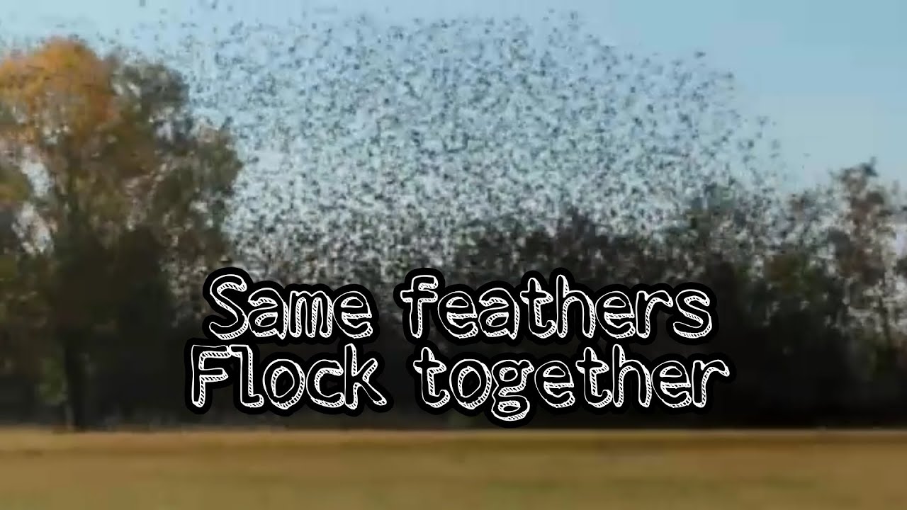 Have you witnessed flocking birds? / Flocking birds in Milan - YouTube