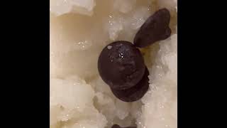 A Fortress Built From Sugar