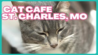 THE MISTAKE I MADE VISITING A CAT CAFÉ IN THE USA | St. Charles, MO Vlog #3