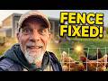 My Biggest Homestead Mistake? This Broken Fence