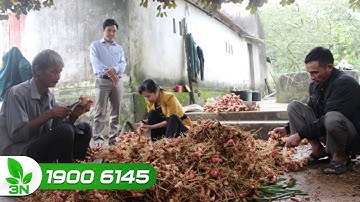 Hơn 50% hợp tác xã nông nghiệp trên cả nước hoạt động yếu kém I VTC16