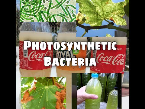 Video: Bakit gumagawa ng photosynthesis ang mga halaman at ilang bacteria?