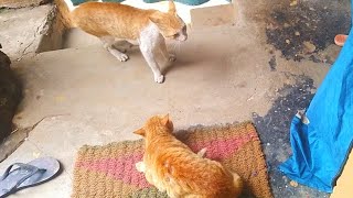 Cat Fight  |  Maya Protecting My House from Intruder - With Real Fight Sound #drtusarofficial by Dr Tusar Official 1,260 views 3 years ago 1 minute, 35 seconds